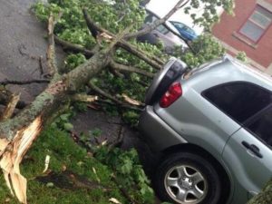 247 Emergency Tree Services