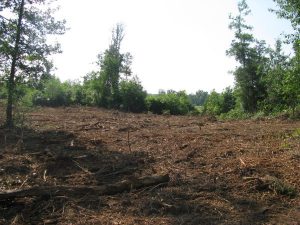 affordable land clearing services