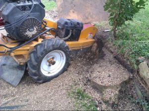 affordable local stump removal services in Sydney