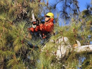 Affordable Local Tree Pruning Services