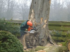 Affordable Local Tree Removal Services