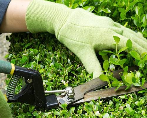 Best Garden Maintenance Services Sydney